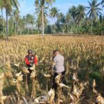Panen Jagung di Dusun Lilin, Polsek Gerung Perkuat Sinergi dengan Petani