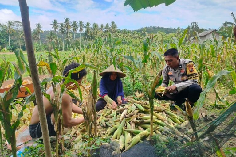 Polisi Sambangi Petani Jagung di Eyat Mayang Lembar, Dorong Ketahanan Pangan Lokal