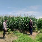 Polsek Kuripan Dorong Ketahanan Pangan Desa Jagaraga Lombok Barat