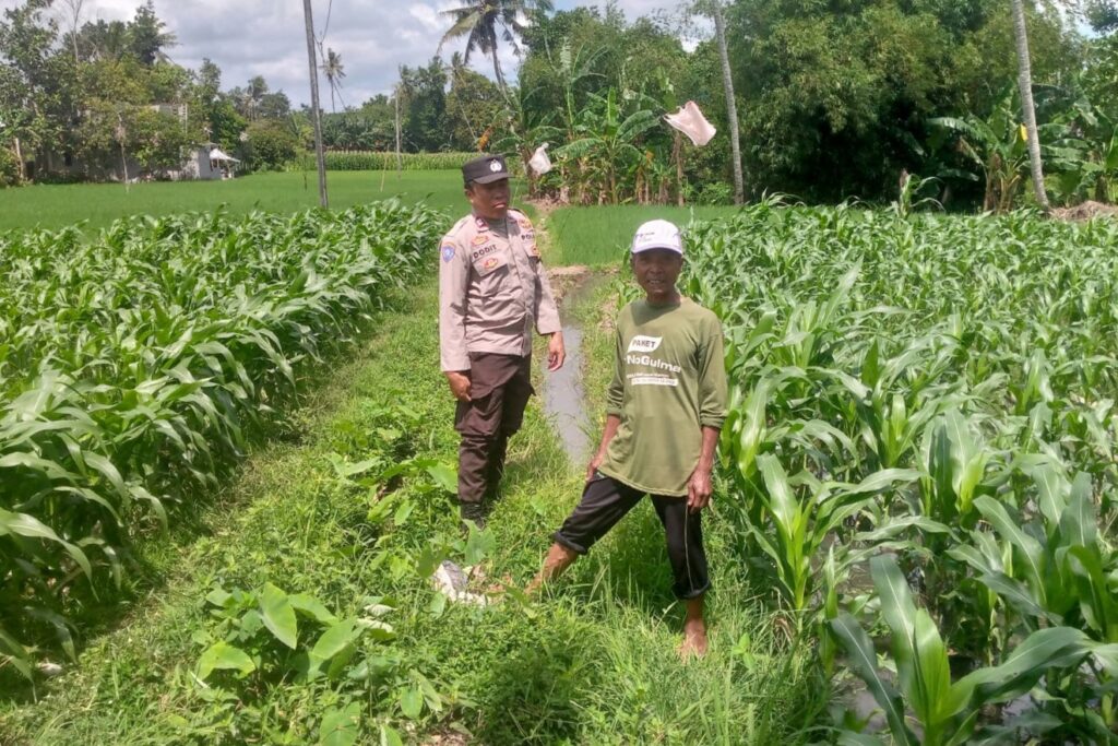 Jagung Jadi Alternatif Pangan di Desa Jagaraga, Bhabinkamtibmas Jadi Penggerak