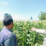 Polri Hadir untuk Pangan: Petani Desa Labuapi Didukung Tanam Jagung di Lahan Kosong