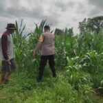 Polri Aktif Kawal Pertanian Jagung di Desa Kuranji Dalang, Labuapi Lombok Barat
