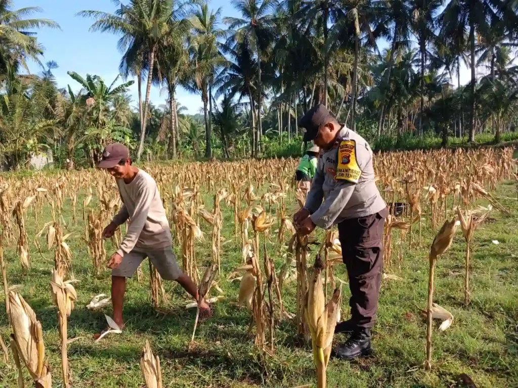 Sinergi Polri dan Petani di Gerung Dorong Stabilitas Harga Jagung