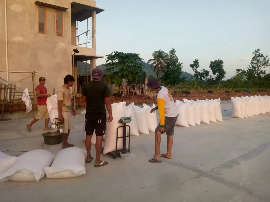 Jagung Petani Gerung Lolos Uji Kualitas, Siap Diserap Bulog NTB