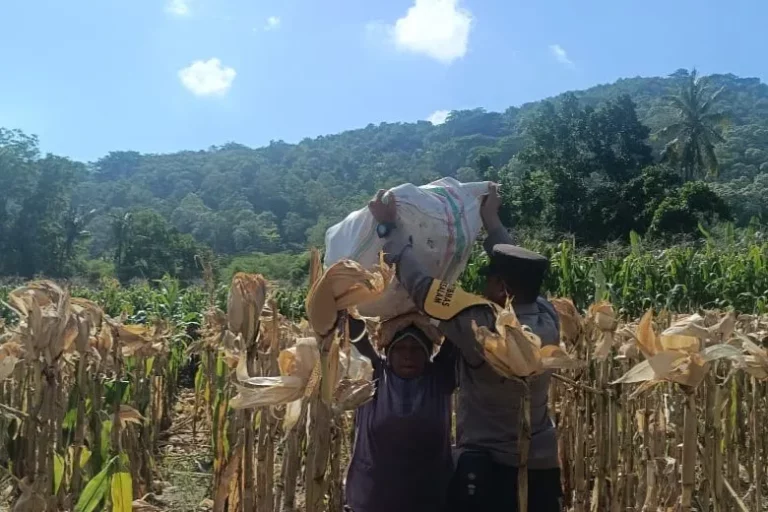 Sinergi Polisi dan Petani di Lombok Barat, Hasilkan Panen Jagung Melimpah