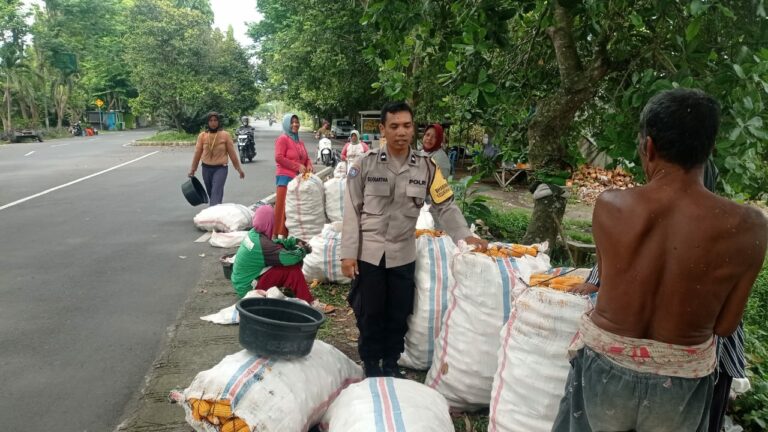 Sinergi Petani dan Polri di Lombok Barat Hasilkan Panen Jagung Melimpah