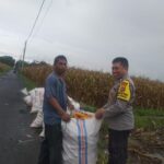 Harga Jagung di Lombok Barat: Polisi Imbau Petani Jual ke Bulog