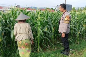 Peran Bhabinkamtibmas Kian Vital, Kawal Program Ketahanan Pangan di Desa Labuapi