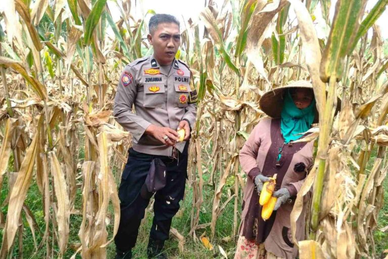 Peran Polri Jaga Stabilitas Harga, Petani Jagung Lombok Barat Diimbau Jual ke Bulog