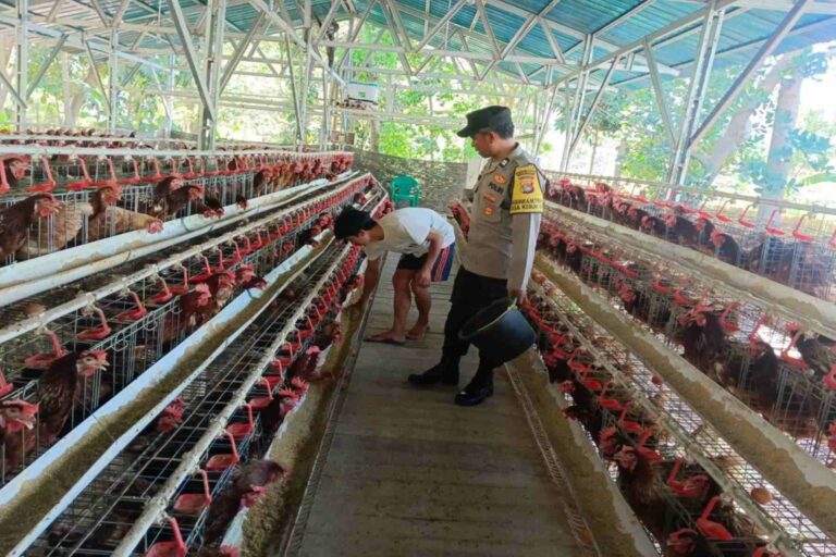 Kamtibmas Kondusif, Produksi Lancar: Peran Bhabinkamtibmas Bagi Peternak Ayam