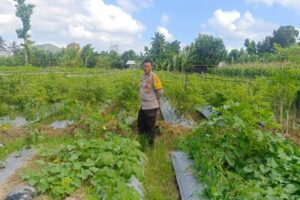 Strategi Polsek Gerung Perkuat Ketahanan Pangan Nasional
